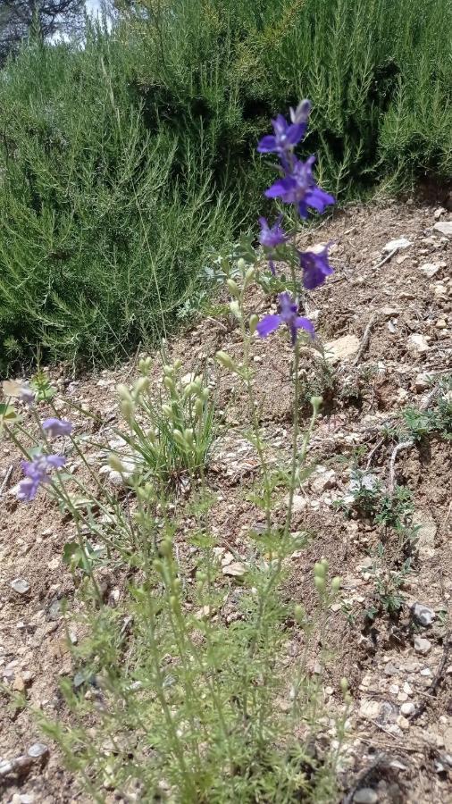 Les Cigales Bed & Breakfast Villelaure Dış mekan fotoğraf